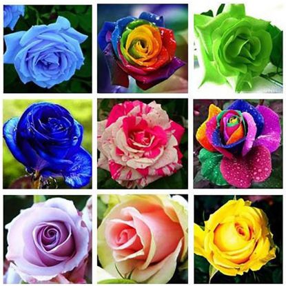Picture of All Season Natural Rainbow Mix Roses Flower Seeds - 20 Pcs Seeds