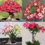 Picture of 5 Pcs Bonsai Multicolor Single Petal Adenium Obseum Seeds 
