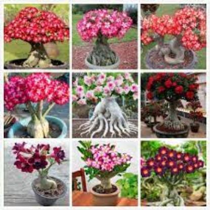 Picture of 5 Pcs Bonsai Multicolor Single Petal Adenium Obseum Seeds 