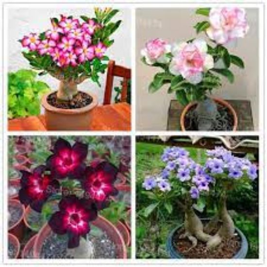 Picture of 5 Pcs Bonsai Multicolor Single Petal Adenium Obseum Seeds 