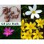 Picture of Rain Lily Flower Bulb (Big Seed) - 3/6 pcs - White/Pink/Yellow - Mix Color