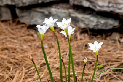 Picture of Rain Lily Flower Bulb (Big Seed) - 3/6 pcs - White/Pink/Yellow - Mix Color
