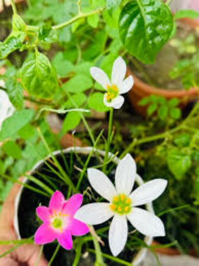 Picture of Rain Lily Flower Bulb (Big Seed) - 3/6 pcs - White/Pink/Yellow - Mix Color