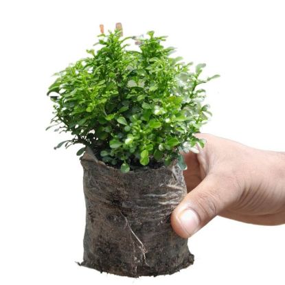 Picture of Table Kamini plant - Bonsai- semi Indoor Plant