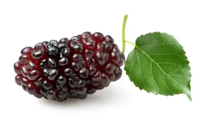 Picture of Red And Black Sweet Mulberry Seeds - 20+ Pcs Seeds