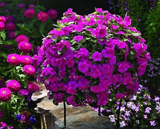 Picture of Rare Mixed colour Noyontara/Vinca Flower seeds - 20 pcs seeds