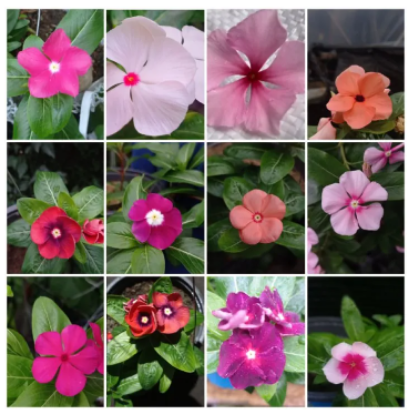 Picture of Rare Mixed colour Noyontara/Vinca Flower seeds - 20 pcs seeds