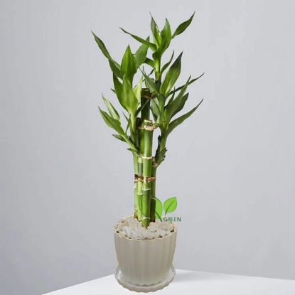 Picture of Lucky Bamboo plant design set 05 pcs plant