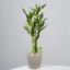 Picture of Lucky Bamboo plant design set 05 pcs plant