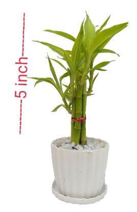 Picture of Lucky Bamboo plant design set 05 pcs plant