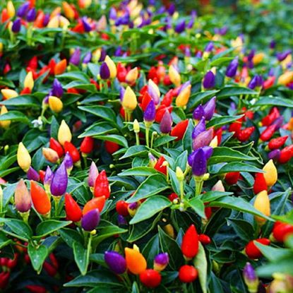 Picture of All Season Ornamental Chili Seeds - 20 Pcs Seeds