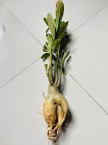 Picture of Adeniam Desert Rose 01 piece blooming stage without pot and soil