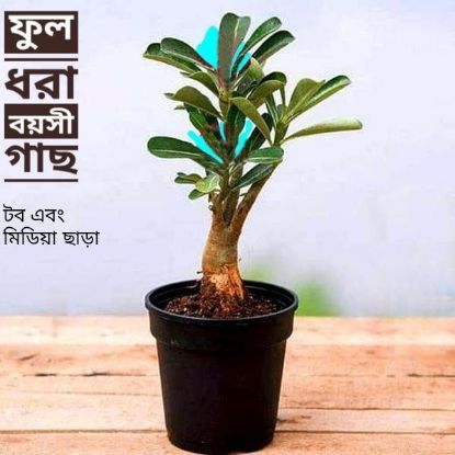 Picture of Adeniam Desert Rose 01 piece blooming stage without pot and soil