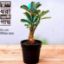 Picture of Adeniam Desert Rose 01 piece blooming stage without pot and soil