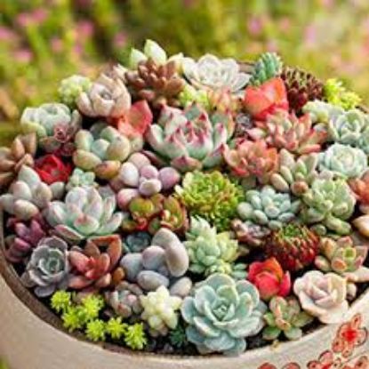 Picture of Rare Lithops Flores Succulent (Imported Seeds) - 15 Pcs Seeds