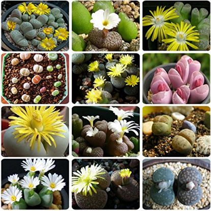Picture of Rare Lithops Flores Succulent (Imported Seeds) - 15 Pcs Seeds