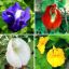 Picture of All Season mix Aparajita Flowers Hybrid Seeds 10 pcs