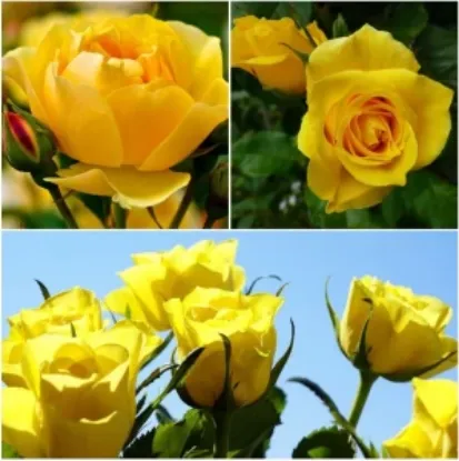 Picture of Yellow Color Rose Seeds - 30 Pcs Seeds