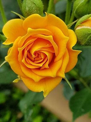 Picture of Yellow Color Rose Seeds - 30 Pcs Seeds