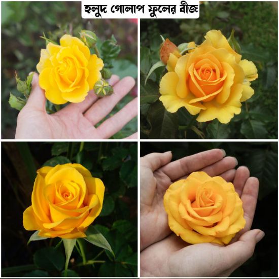 Picture of Yellow Color Rose Seeds - 30 Pcs Seeds
