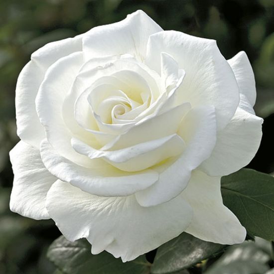 Picture of 30 Pcs White Color Roses Flower Seeds