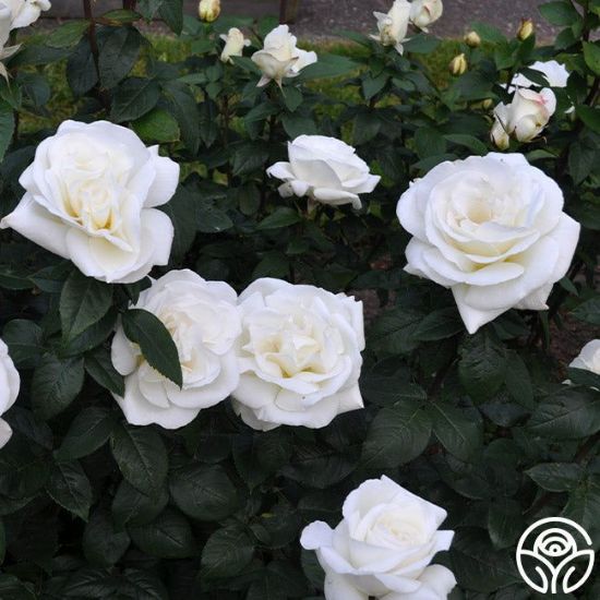 Picture of 30 Pcs White Color Roses Flower Seeds