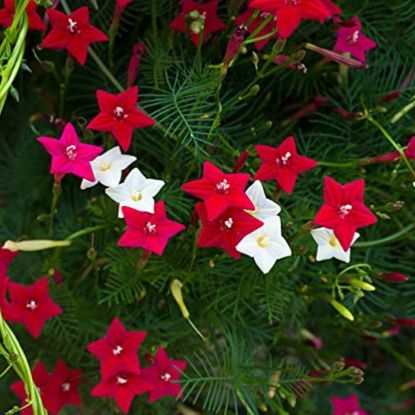 Picture of 10 pcs All Season mix 3 colour kunjo flower