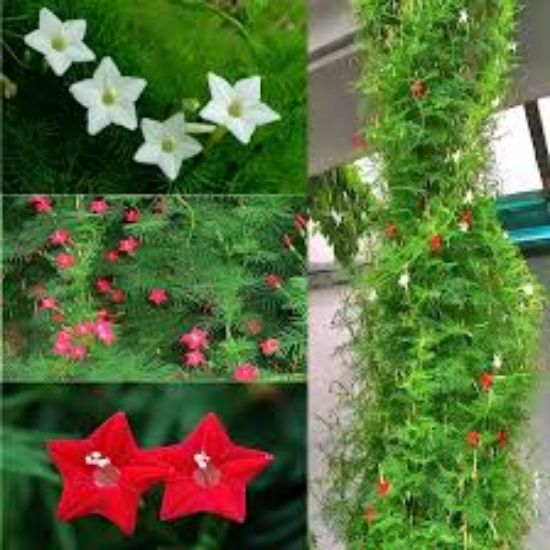 Picture of 10 pcs All Season mix 3 colour kunjo flower