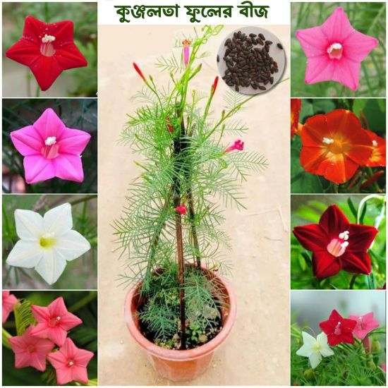 Picture of 10 pcs All Season mix 3 colour kunjo flower