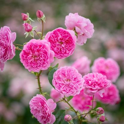 Picture of Natural Pink Juliet Roses Flower Seeds