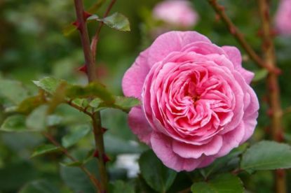 Picture of Natural Pink Juliet Roses Flower Seeds