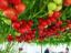 Picture of Octopus Tomato Seeds