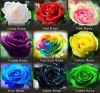 Picture of All Season Natural Rainbow Mix Roses Flower Seeds - 20 Pcs Seeds