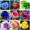 Picture of All Season Natural Rainbow Mix Roses Flower Seeds - 20 Pcs Seeds