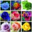 Picture of All Season Natural Rainbow Mix Roses Flower Seeds - 20 Pcs Seeds