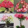 Picture of 5 Pcs Bonsai Multicolor Single Petal Adenium Obseum Seeds 