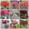 Picture of 5 Pcs Bonsai Multicolor Single Petal Adenium Obseum Seeds 