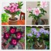 Picture of 5 Pcs Bonsai Multicolor Single Petal Adenium Obseum Seeds 