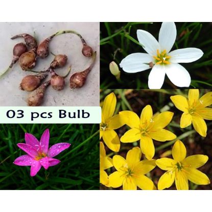 Picture of Rain Lily Flower Bulb (Big Seed) - 3/6 pcs - White/Pink/Yellow - Mix Color