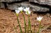 Picture of Rain Lily Flower Bulb (Big Seed) - 3/6 pcs - White/Pink/Yellow - Mix Color