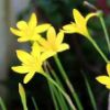 Picture of Rain Lily Flower Bulb (Big Seed) - 3/6 pcs - White/Pink/Yellow - Mix Color
