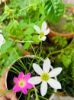 Picture of Rain Lily Flower Bulb (Big Seed) - 3/6 pcs - White/Pink/Yellow - Mix Color
