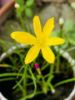 Picture of Rain Lily Flower Bulb (Big Seed) - 3/6 pcs - White/Pink/Yellow - Mix Color