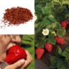 Picture of Red Strawberry Imported Global Seeds -30 pcs Seeds