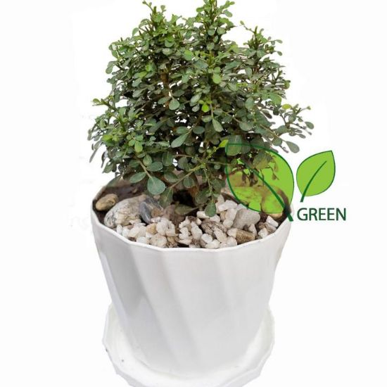 Picture of Table Kamini plant - Bonsai- semi Indoor Plant