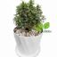Picture of Table Kamini plant - Bonsai- semi Indoor Plant