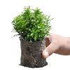 Picture of Table Kamini plant - Bonsai- semi Indoor Plant