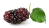 Picture of Red And Black Sweet Mulberry Seeds - 20+ Pcs Seeds