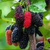 Picture of Red And Black Sweet Mulberry Seeds - 20+ Pcs Seeds