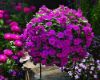 Picture of Rare Mixed colour Noyontara/Vinca Flower seeds - 20 pcs seeds